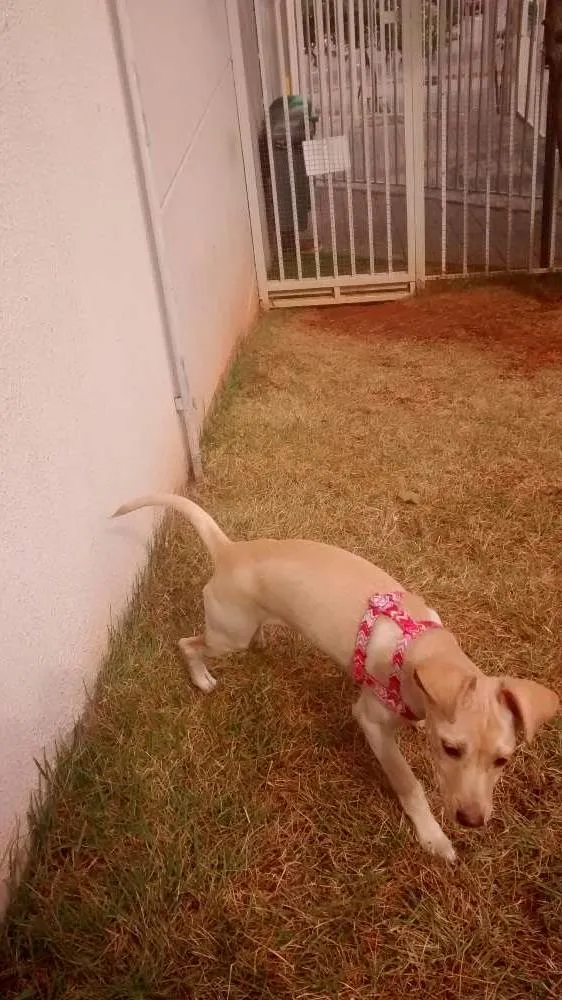 Cachorro ra a vira-lata idade 2 a 6 meses nome mey