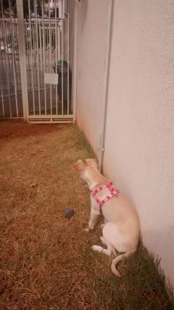 Cachorro ra a vira-lata idade 2 a 6 meses nome mey