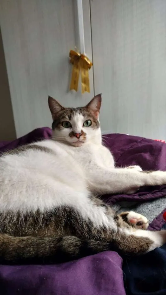 Gato ra a SRD idade 3 anos nome Lindinha