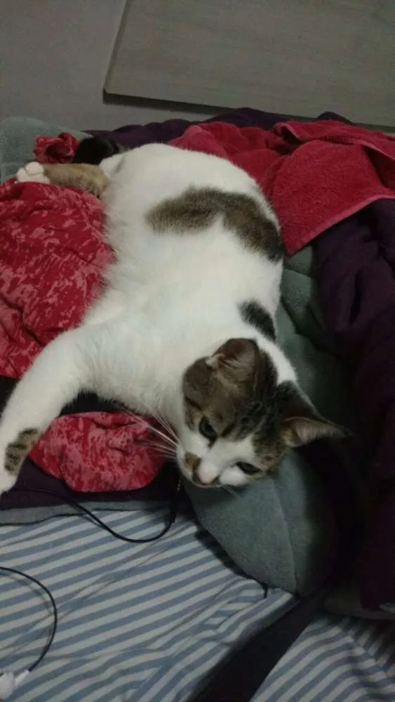 Gato ra a SRD idade 3 anos nome Lindinha