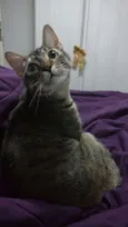 Naninha