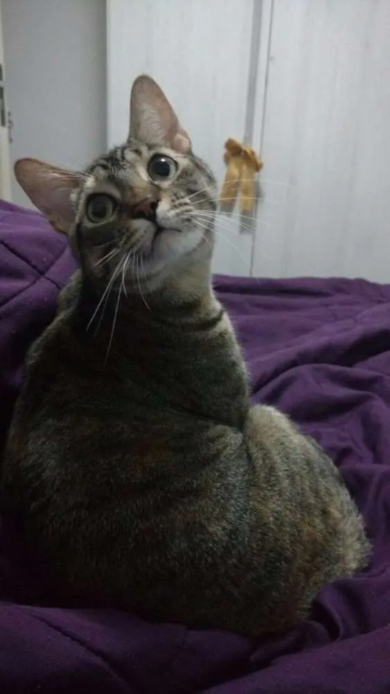 Gato ra a SRD idade 2 anos nome Naninha