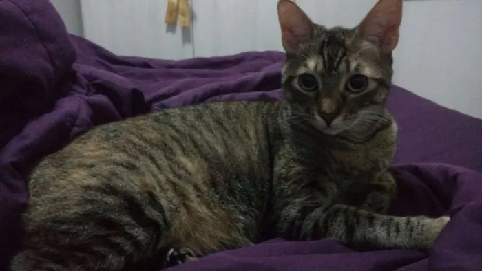 Gato ra a SRD idade 2 anos nome Naninha