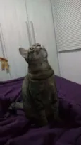 Naninha