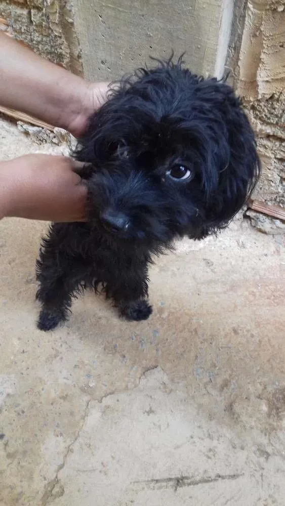Cachorro raça Poodle idade 7 a 11 meses nome nina