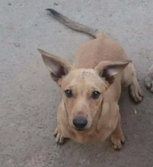 Cachorro raça Não sei idade 2 a 6 meses nome Lisa