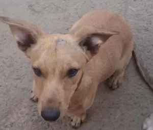 Cachorro raça Não sei idade 2 a 6 meses nome Lisa