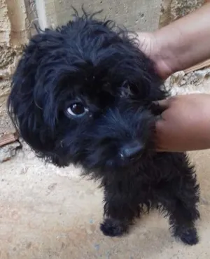 Cachorro raça Poodle idade 7 a 11 meses nome nina