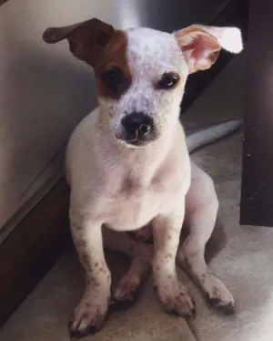Cachorro raça Sem raça idade 2 a 6 meses nome Todd