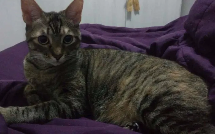 Gato ra a SRD idade 2 anos nome Naninha