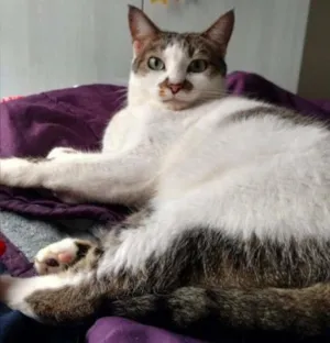 Gato raça SRD idade 3 anos nome Lindinha