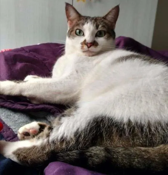 Gato ra a SRD idade 3 anos nome Lindinha