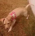 mey
