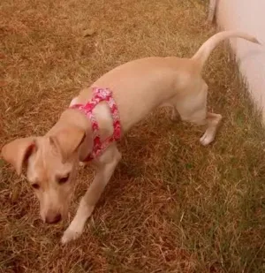 Cachorro raça vira-lata idade 2 a 6 meses nome mey
