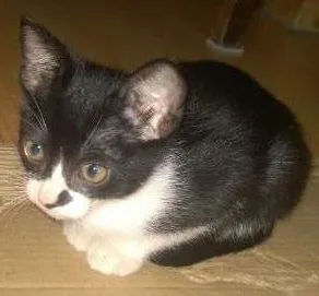 Gato raça SRD idade 2 a 6 meses nome Bartholomeu