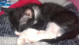 Gato raça SRD idade 2 a 6 meses nome Catarina