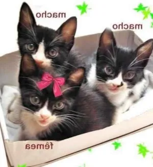 Gato raça SRD idade 2 a 6 meses nome Catarina, Petruchio