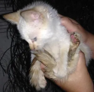 Gato raça Srd idade 2 a 6 meses nome Não possui