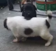 Thor e seus amigos 