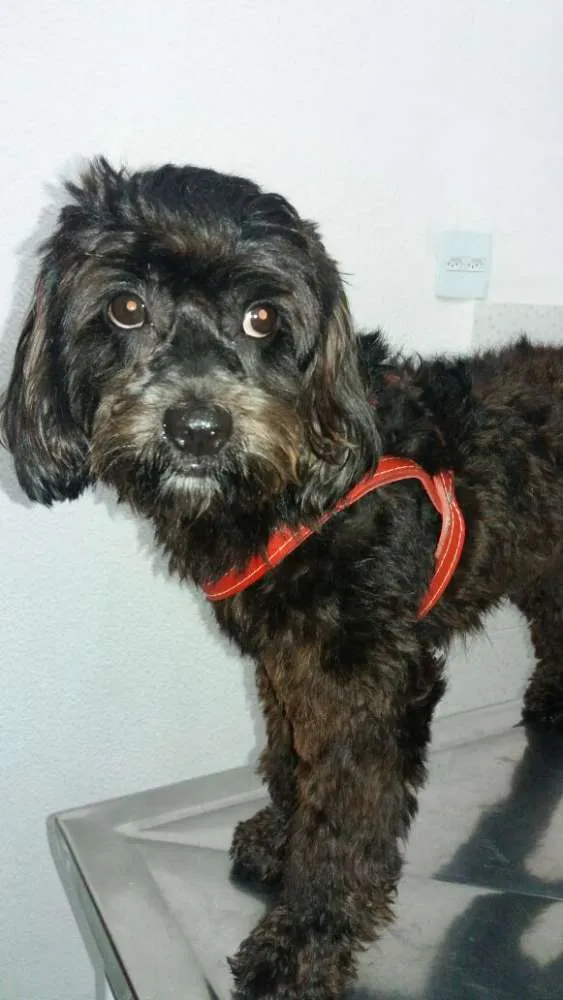 Cachorro ra a poodle idade 1 ano nome bob