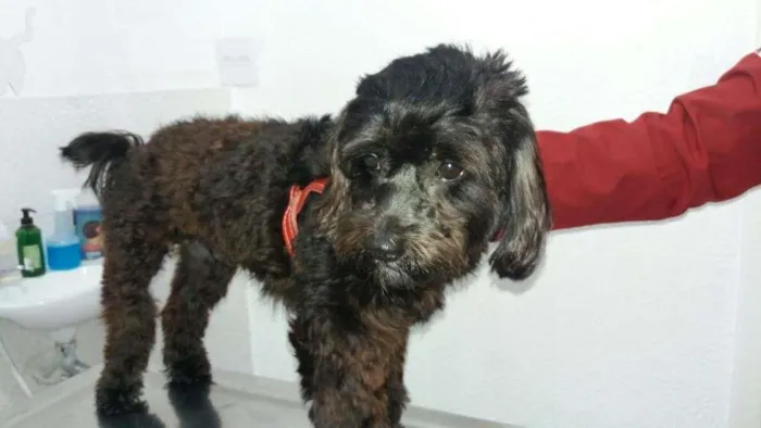 Cachorro ra a poodle idade 1 ano nome bob