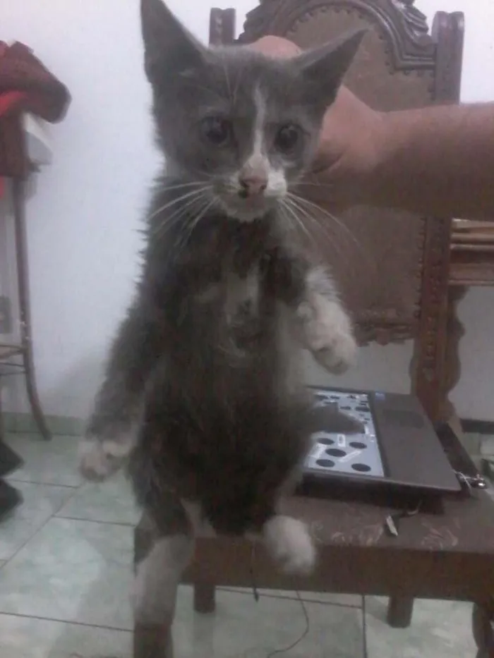 Gato raça vira lata idade 2 a 6 meses nome Smoke