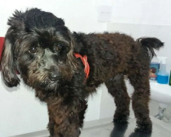 Cachorro ra a poodle idade 1 ano nome bob