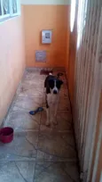 DUQUE