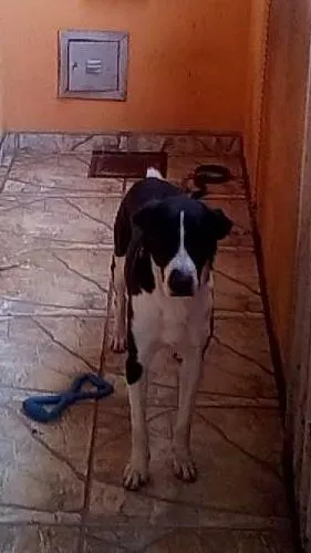Cachorro ra a indefinida idade 2 anos nome DUQUE
