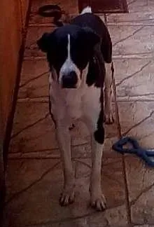 Cachorro ra a indefinida idade 2 anos nome DUQUE