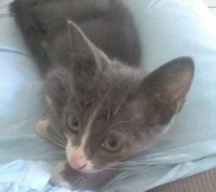 Gato raça vira lata idade 2 a 6 meses nome Smoke