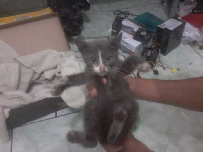 Gato raça vira lata idade 2 a 6 meses nome Smoke