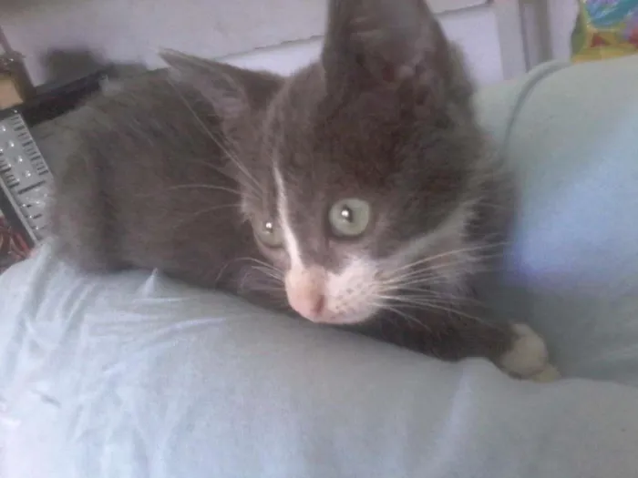Gato raça vira lata idade 2 a 6 meses nome Smoke