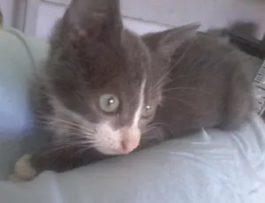Gato raça vira lata idade 2 a 6 meses nome Smoke