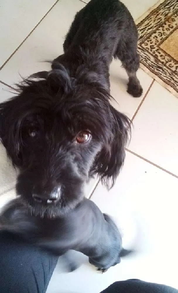 Cachorro ra a Virá lata idade Abaixo de 2 meses nome Sem nome todos