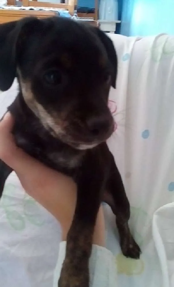 Cachorro ra a Virá lata idade Abaixo de 2 meses nome Sem nome todos
