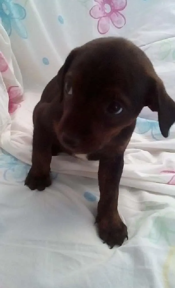 Cachorro ra a Virá lata idade Abaixo de 2 meses nome Sem nome todos