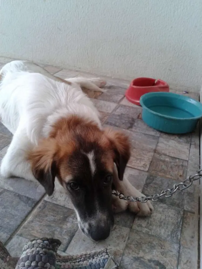 Cachorro ra a  idade  nome Sunny