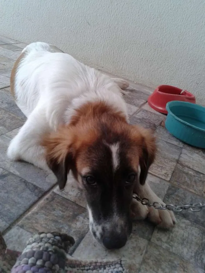 Cachorro ra a  idade  nome Sunny
