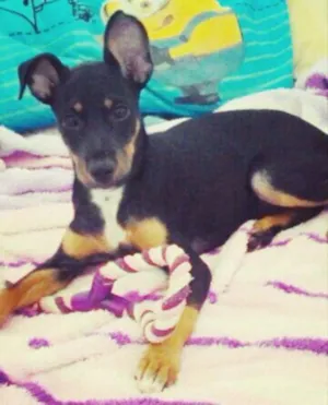 Cachorro raça SRD idade 2 a 6 meses nome Pepita