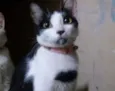 Pitty