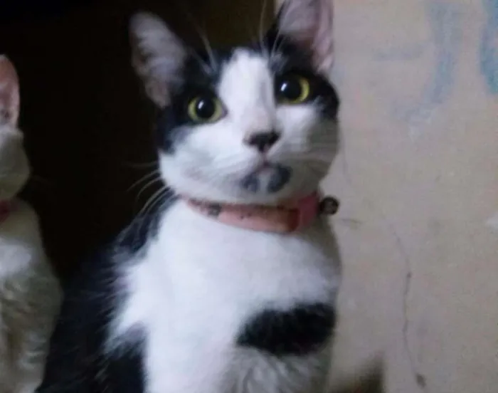 Gato raça frajola idade 1 ano nome Pitty