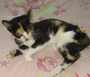 Gato raça SRD idade 2 a 6 meses nome Menininha
