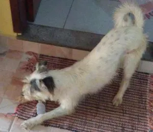 Cachorro raça vira-lata idade 4 anos nome Tina
