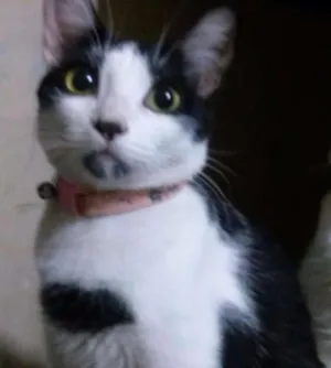 Gato raça frajola idade 1 ano nome Pitty