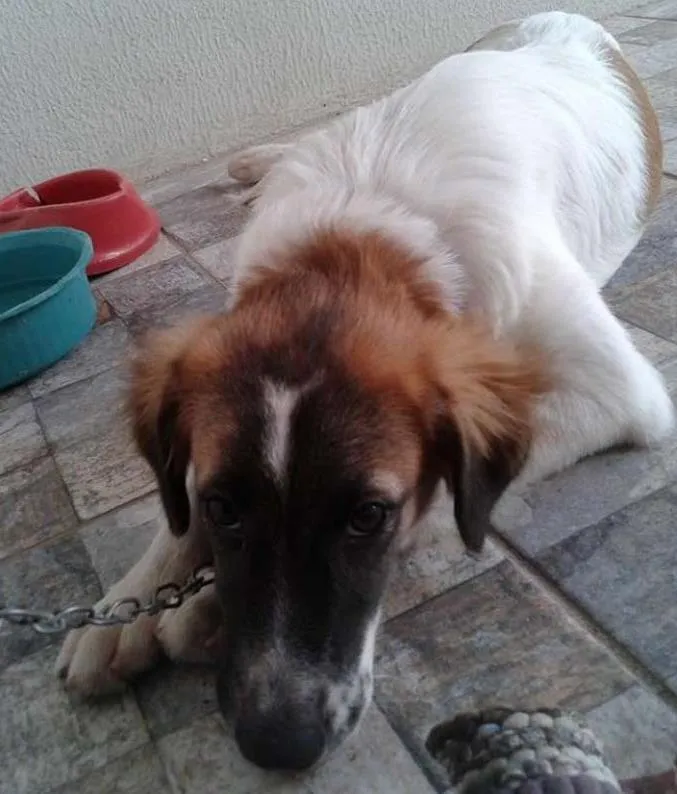 Cachorro ra a  idade  nome Sunny