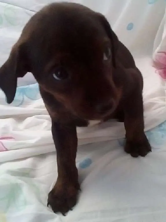 Cachorro ra a Virá lata idade Abaixo de 2 meses nome Sem nome todos