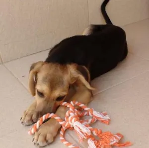 Cachorro raça SRD idade 7 a 11 meses nome PRINCESA