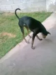 Pretinha