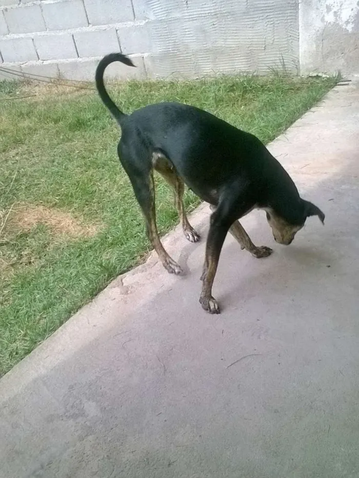 Cachorro raça Fox Paulistinha idade  nome Pretinha